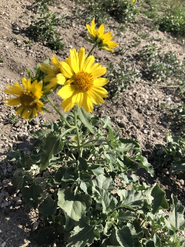 iNaturalist observation photo of cowpen daisy