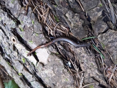 Batrachoseps wrighti