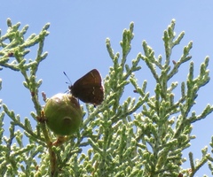 Callophrys muiri