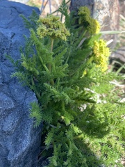 Lomatium grayi