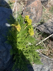 Lomatium grayi