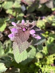 Lamium purpureum