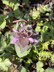 Lamium purpureum