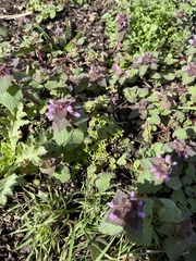 Lamium purpureum