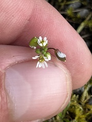 Draba verna