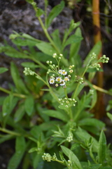Erigeron darrellianus