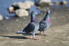 Columba livia domestica