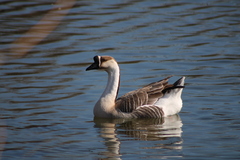 Anser cygnoides domesticus