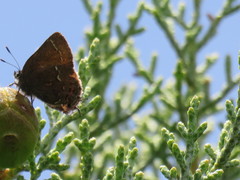 Callophrys muiri