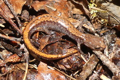 Plethodon larselli