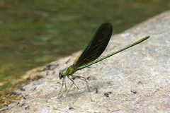 Neurobasis chinensis