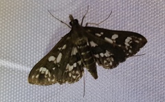 Ischnurges illustralis