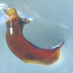 Pterostichus isabellae