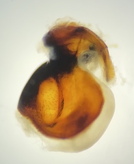 Pterostichus isabellae