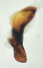 Pterostichus isabellae