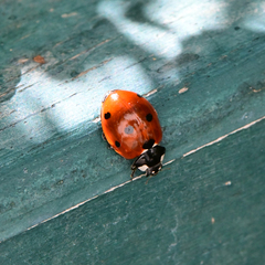 Coccinella septempunctata