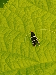 Adela septentrionella