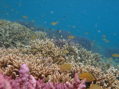 Pomacentrus moluccensis