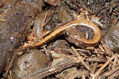 Plethodon larselli