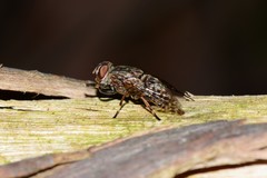 Euprosopia