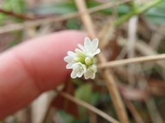 Persicaria dichotoma
