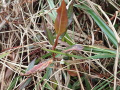 Persicaria dichotoma