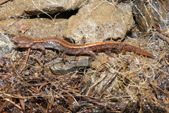 Plethodon larselli