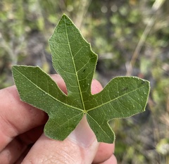 Cnidoscolus stimulosus image