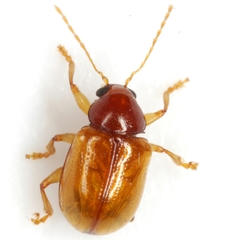 Metachroma pellucidum