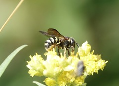 Dianthidium simile