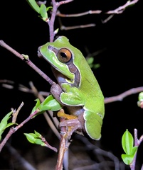 Hyla andersonii