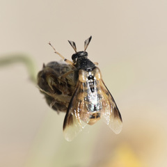 Ripiphorus rex