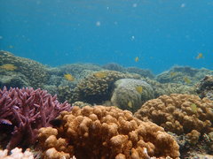 Pomacentrus moluccensis