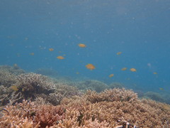 Pomacentrus moluccensis