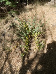 Penstemon pseudospectabilis