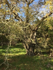 Quercus × macdonaldii