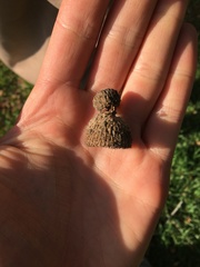 Quercus × macdonaldii