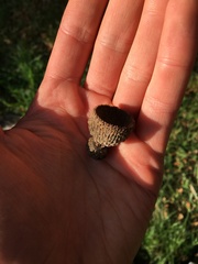 Quercus × macdonaldii