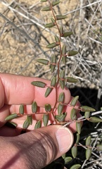 Pellaea andromedifolia pubescens