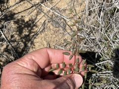 Pellaea andromedifolia pubescens