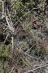 Pellaea andromedifolia pubescens