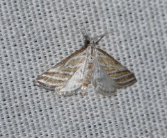 Leptosteges parthenialis