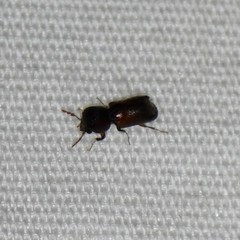 Xylobiops texanus