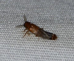 Distremocephalus texanus