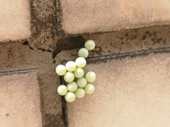 Tessaratoma papillosa