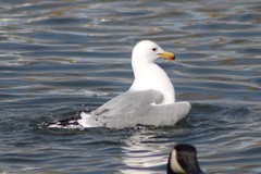 Larus californicus