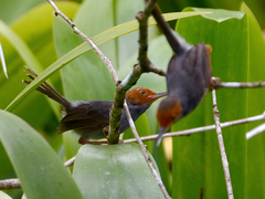 Orthotomus ruficeps
