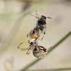Ripiphorus rex