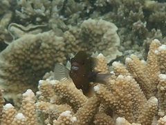 Cheiloprion labiatus
