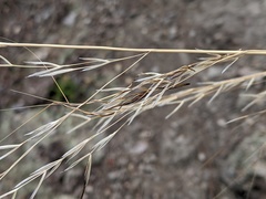 Austrostipa pubinodis